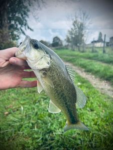 Largemouth Bass