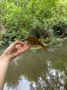 European Perch