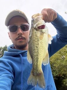 Largemouth Bass