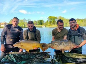 Mirror Carp