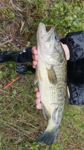 Largemouth Bass