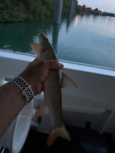 Barbel