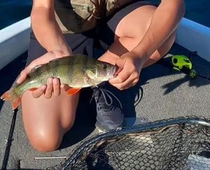 European Perch