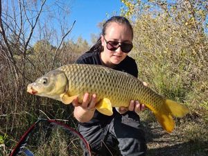 Common Carp