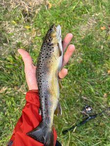Brown Trout