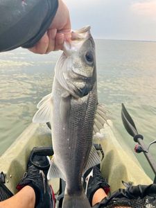 European Bass (Seabass)