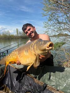 Mirror Carp