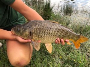 Common Carp