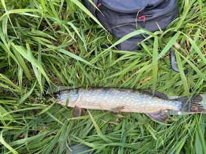 Northern Pike