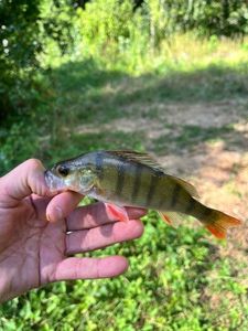 European Perch