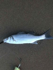 European Bass (Seabass)