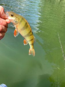 European Perch