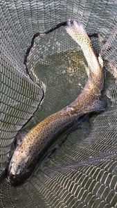 Rainbow Trout