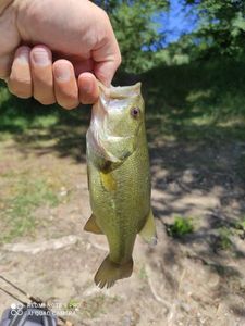 Largemouth Bass