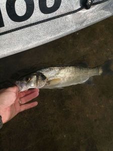 European Bass (Seabass)