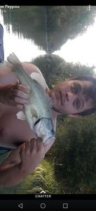 Largemouth Bass