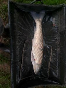 Grass Carp