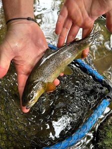 Brown Trout