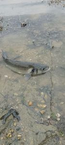 European Bass (Seabass)