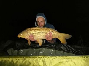 Common Carp