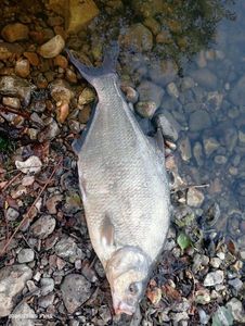 Common Bream