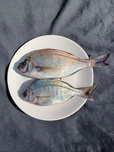 Black Seabream