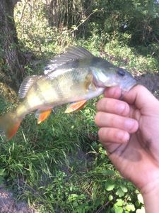 European Perch
