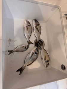 European Bass (Seabass)