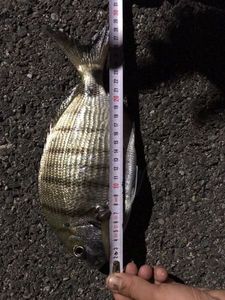 White Seabream