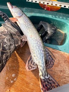 Northern Pike