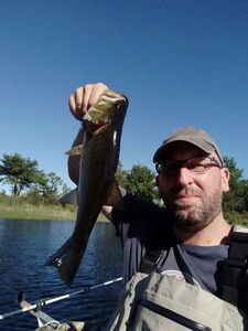 Largemouth Bass