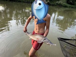 Sturgeon