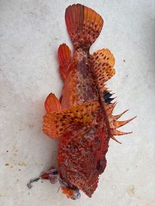 Red Scorpionfish