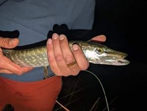 Northern Pike