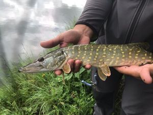 Northern Pike