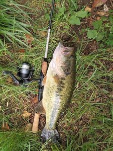 Largemouth Bass