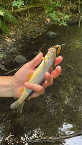 Brown Trout