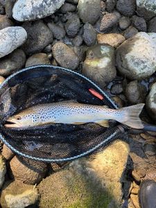 Brown Trout