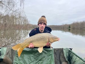 Common Carp