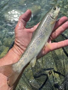 Brown Trout