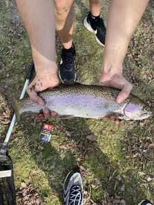 Rainbow Trout