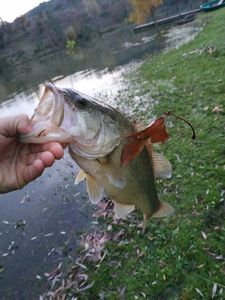 Largemouth Bass