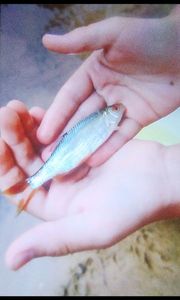 Roach