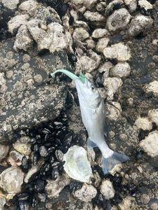 European Bass (Seabass)
