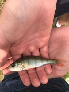 European Perch