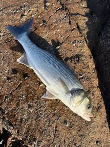 European Bass (Seabass)