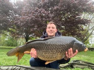 Common Carp