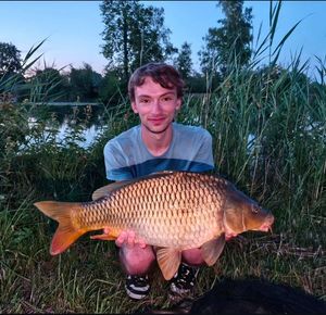 Common Carp