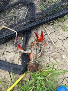 Noble Crayfish