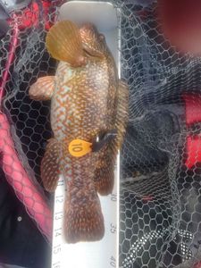 Cuckoo Wrasse
